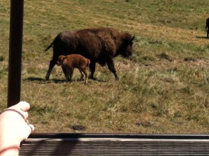 Native American Buffalo Preserve Fremont, IN
